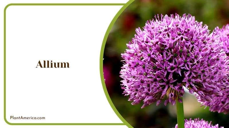 Allium Repelling Bulb PlantAmerica