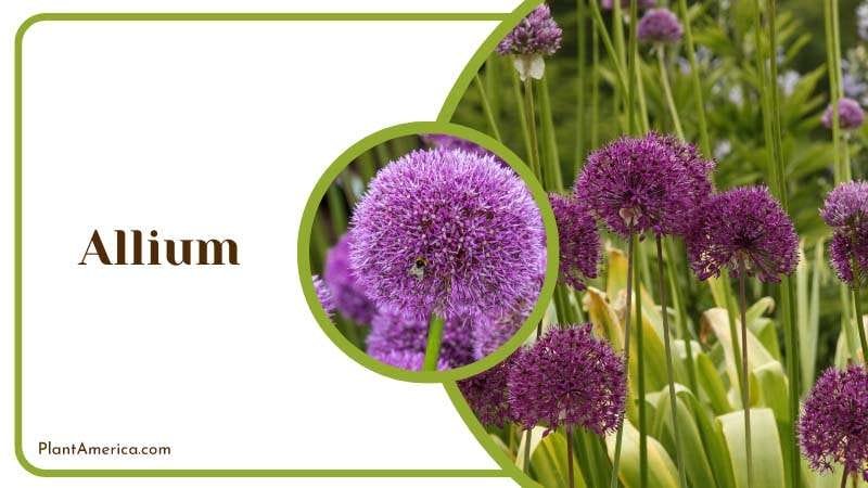 Allium smell of ornamental onion PlantAmerica