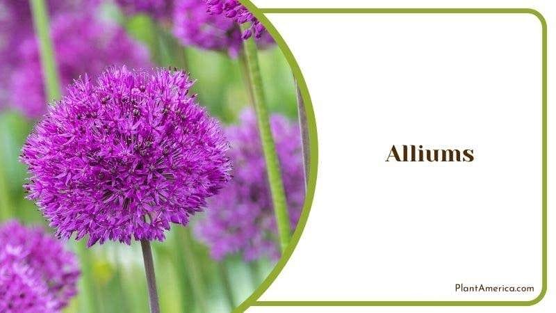 Alliums PlantAmerica