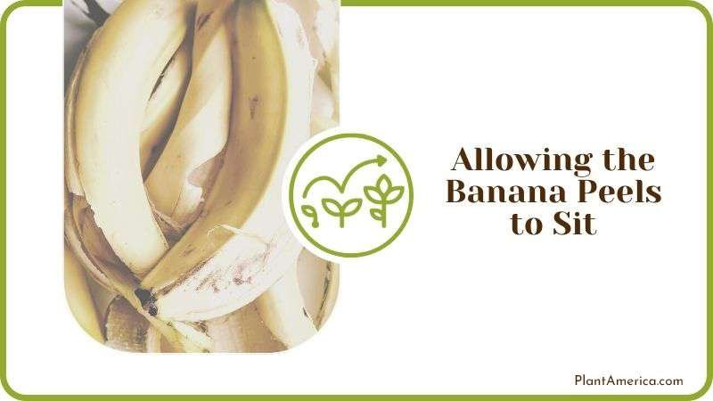 Allowing the Banana Peels to Sit Plant America