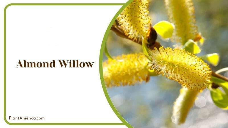 Almond Willow PlantAmerica
