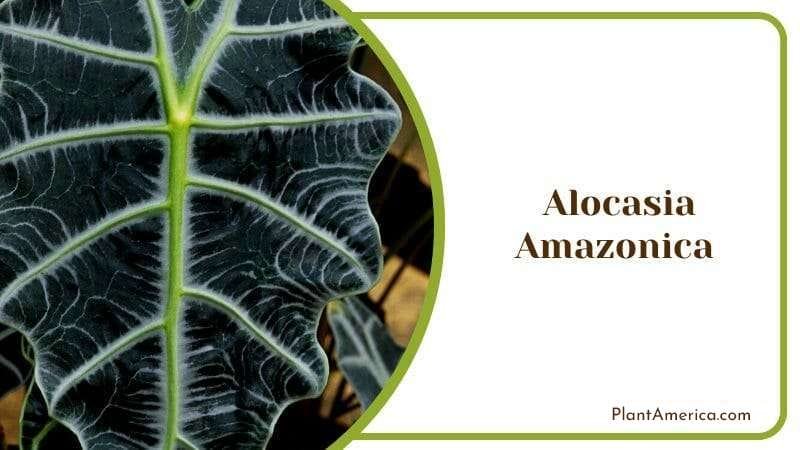 Alocasia Amazonica Alocasia Polly plant Big Outdoor Leaf PlantAmerica