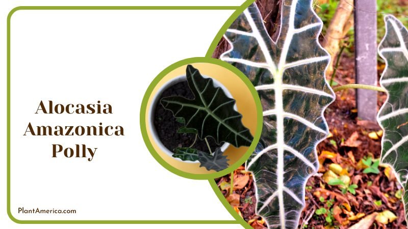 Alocasia Amazonica Growing in Backyard ~ PlantAmerica