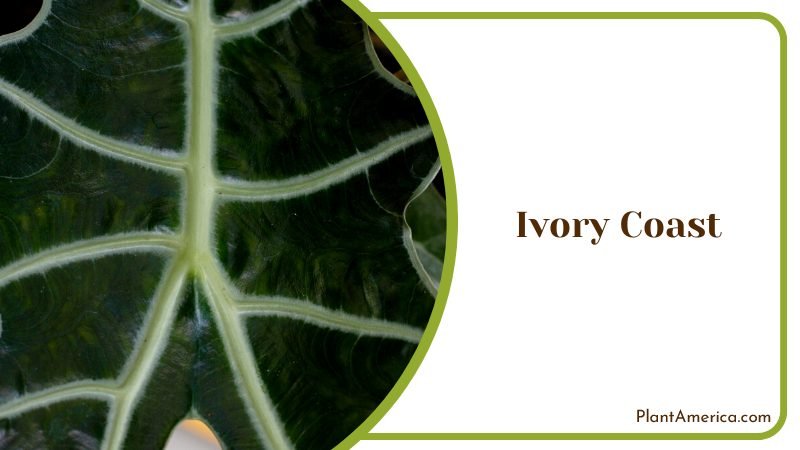 Alocasia Amazonica Known as Ivory Coast Plant ~ PlantAmerica