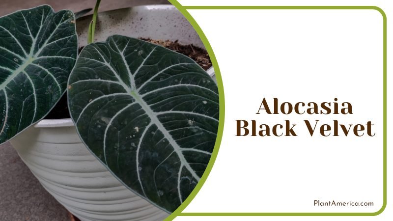 Alocasia Black Velvet Appearance  ~ PlantAmerica