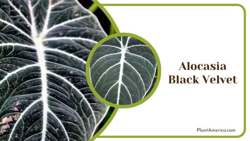 Alocasia Black Velvet PlantAmerica