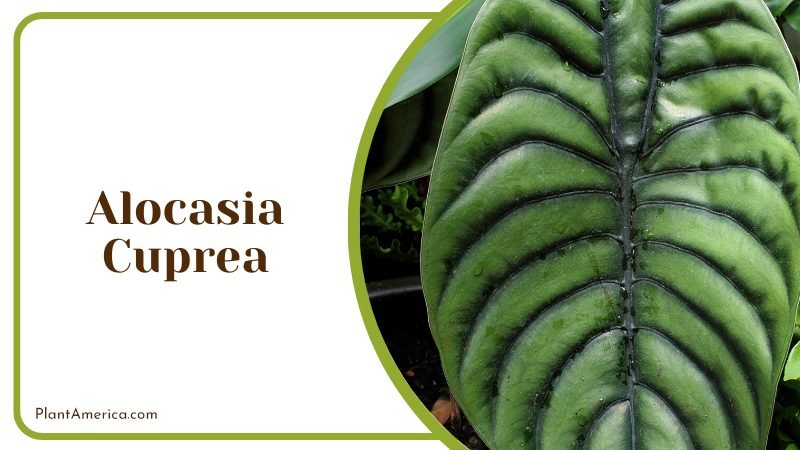 Alocasia Cuprea Growth Rate ~ PlantAmerica