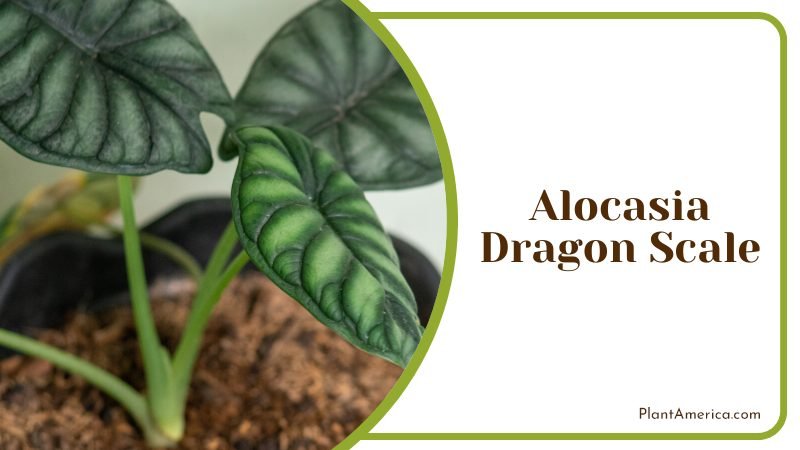 Alocasia Dragon Scale grown as a houseplant inside ~ PlantAmerica
