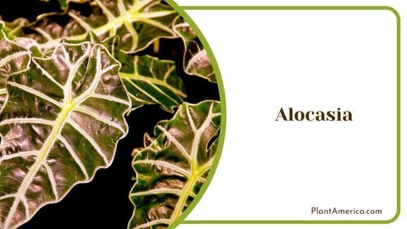 Alocasia Flowers Big Heart Plant with Elephant Ear Blossom Alocasia Stingray PlantAmerica