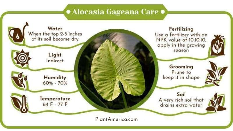Alocasia Gageana Care Infographic ~ Plant America Alocasia Gageana: The Best Care Guide For The Elephant Ear Plant