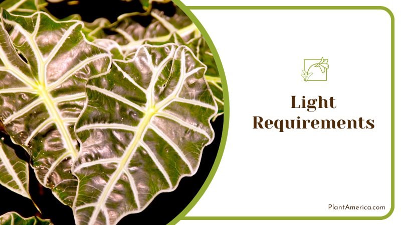 Alocasia Gageana Light Requirements ~ PlantAmerica Alocasia Gageana Light Requirements ~ PlantAmerica