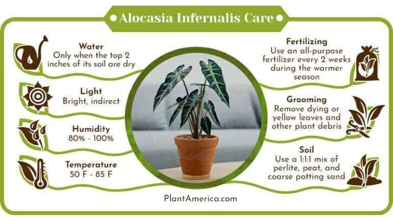 Alocasia Infernalis Care Infographic ~ Plant America Alocasia Infernalis: The Best Care Guide for Your Rare Plant