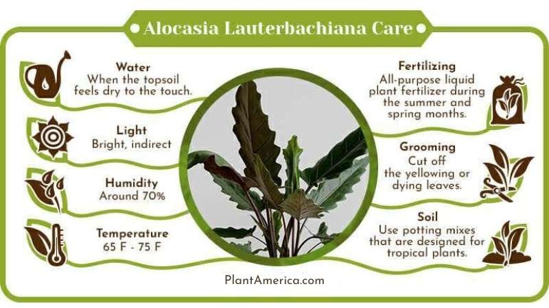 Alocasia Lauterbachiana Care Infographic ~ Plant America Alocasia Lauterbachiana Care: Tips for Nurturing This Tropical Beauty
