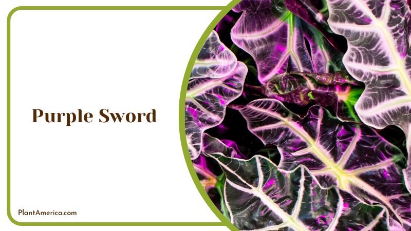 Alocasia Lauterbachiana Known as Purple Sword ~ PlantAmerica