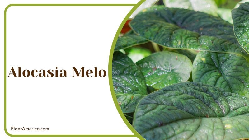 Alocasia Melo with beautiful jade colored leaves ~ PlantAmerica