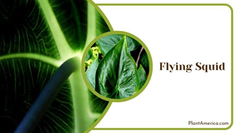 Alocasia Plumbae Known as Flying Squid Plants ~ PlantAmerica