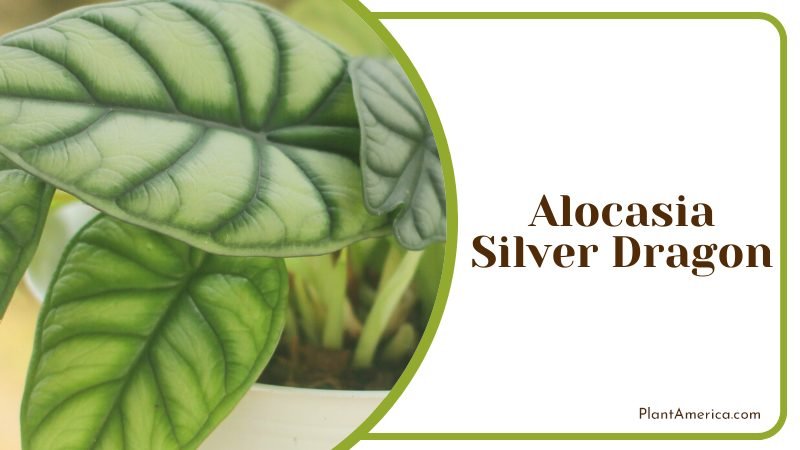 Alocasia Silver Dragon with dramatic leaves ~ PlantAmerica