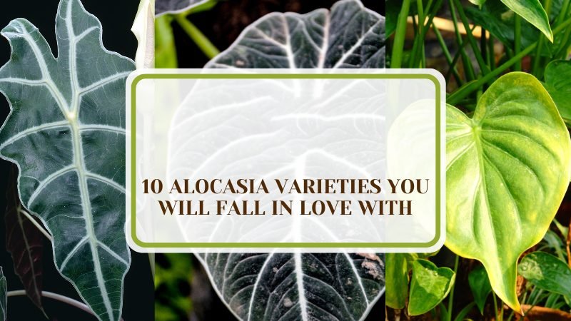 Alocasia Varieties You Will Fall in Love With ~ PlantAmerica