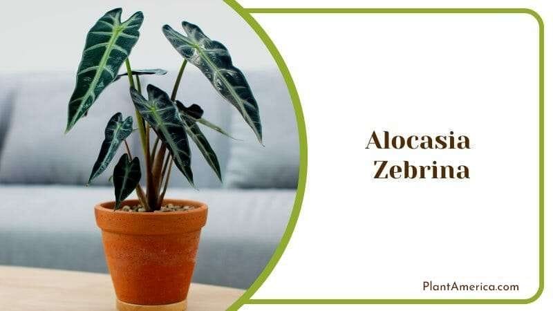 Alocasia Zebrina Zebra Philipines Plant Elephan Ears Big Leaf PlantAmerica