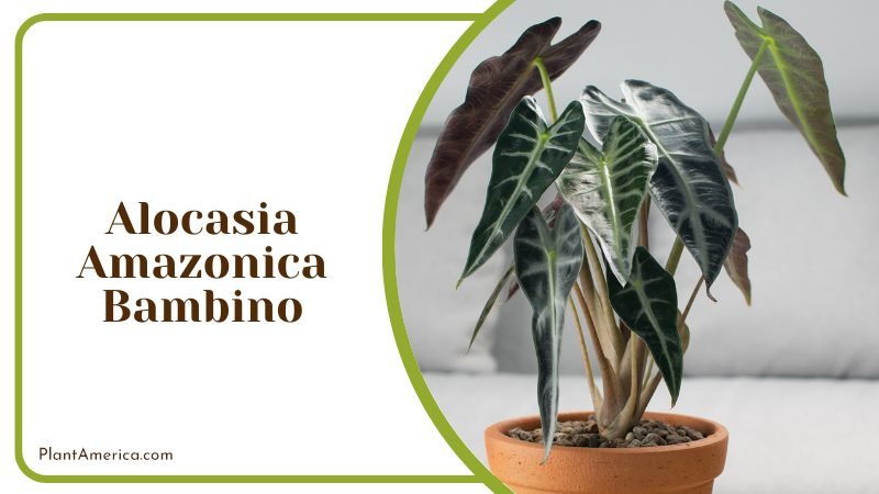 Alocasia amazonica Bambino ~ PlantAmerica