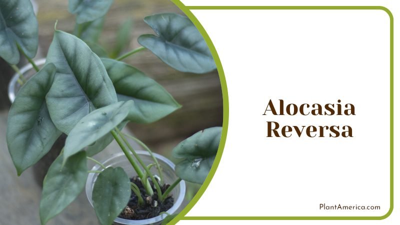 Alocasia reversa care requirements ~ PlantAmerica
