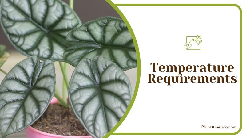 Alocasia silver dragon foliage ~ PlantAmerica