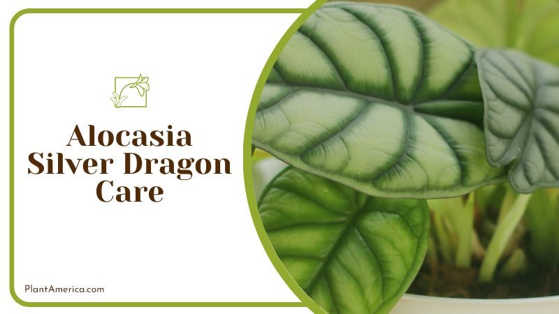 Alocasia silver dragon leaf ~ PlantAmerica