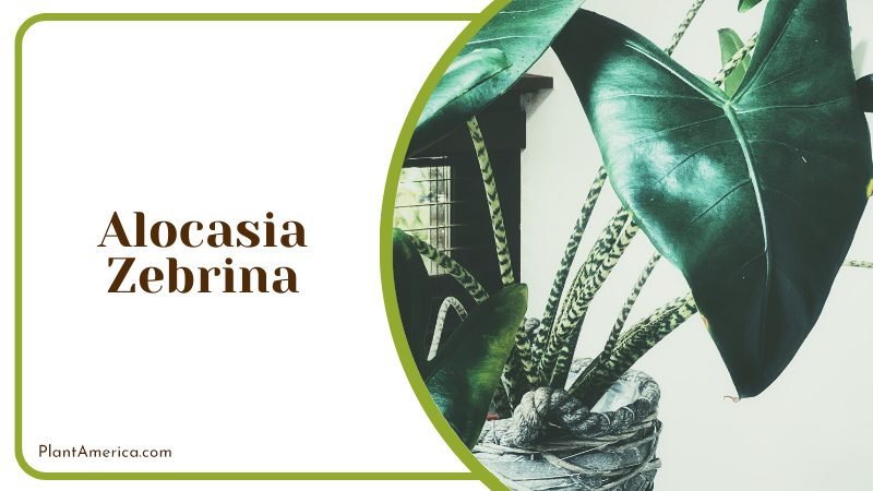 Alocasia zebrina nature s miracles ~ PlantAmerica