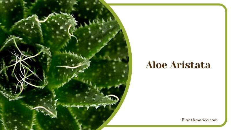 Aloe Aristata Green Spiked Leaves Plant America