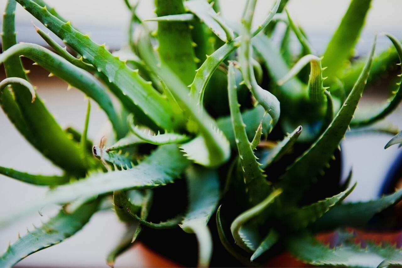 Aloe Blue Elf Plant America