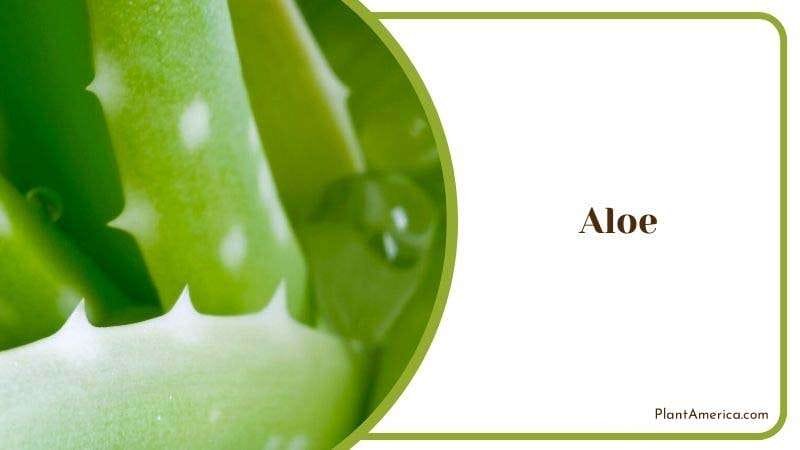 Aloe Plant America