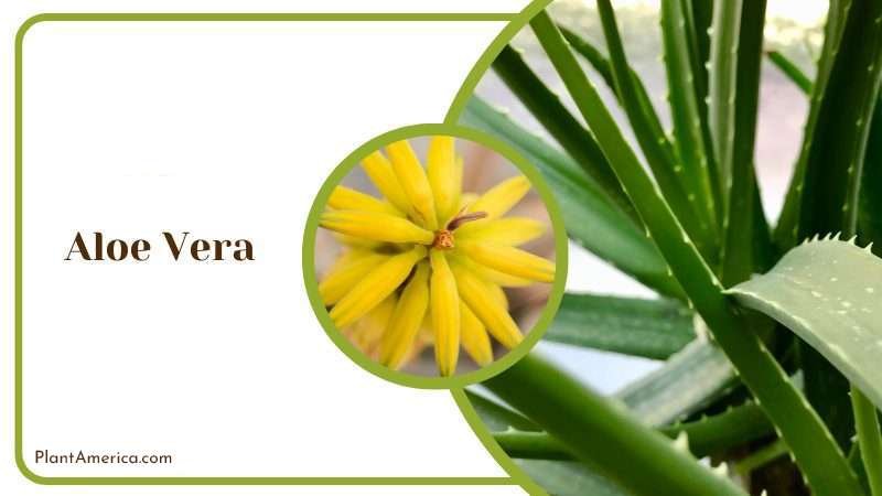 Aloe Vera Plant America 2