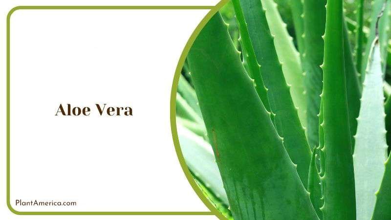 Aloe Vera Plant America 3
