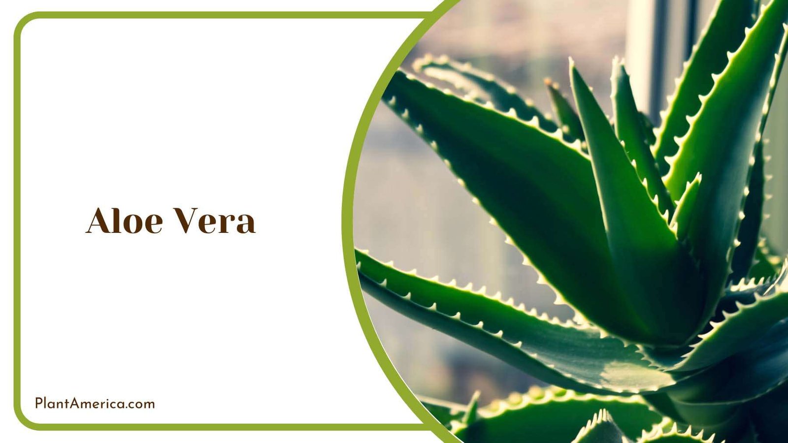 Aloe Vera Plant Plant America