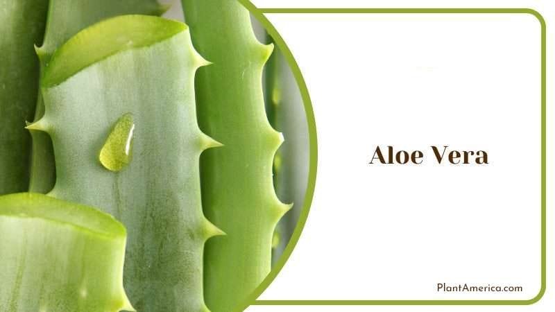 Aloe Vera PlantAmerica