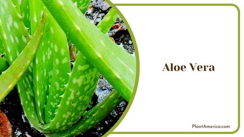 Aloe Vera Removes Moisture Plant America Aloe Vera Removes Moisture Plant America