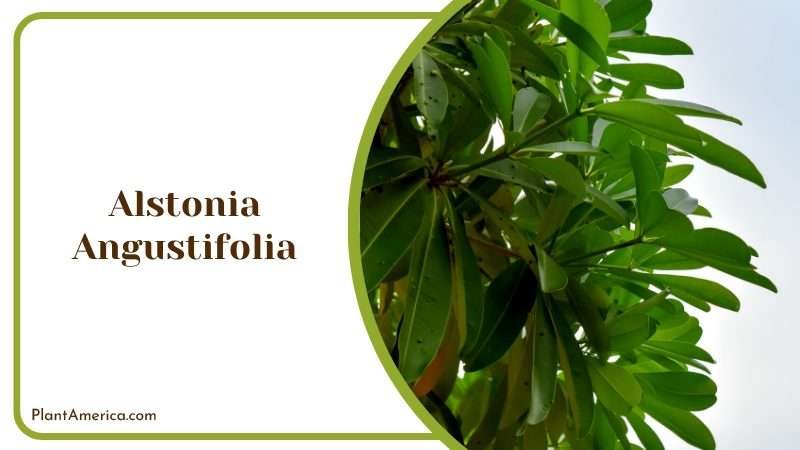 Alstonia Angustifolia Leaf with Blue Sky Plant America