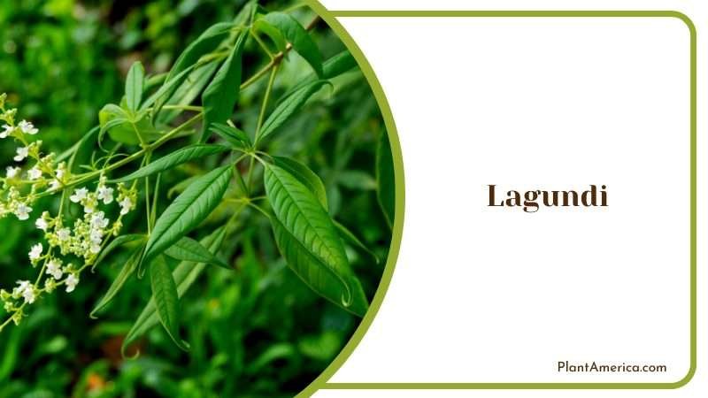 Alternative Medicine in the Philippines Plant America 1