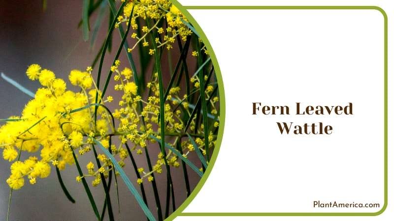 Alternative Medicine in the Philippines Plant America