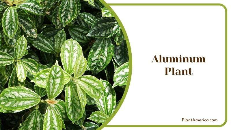 Aluminum Plant Plant America