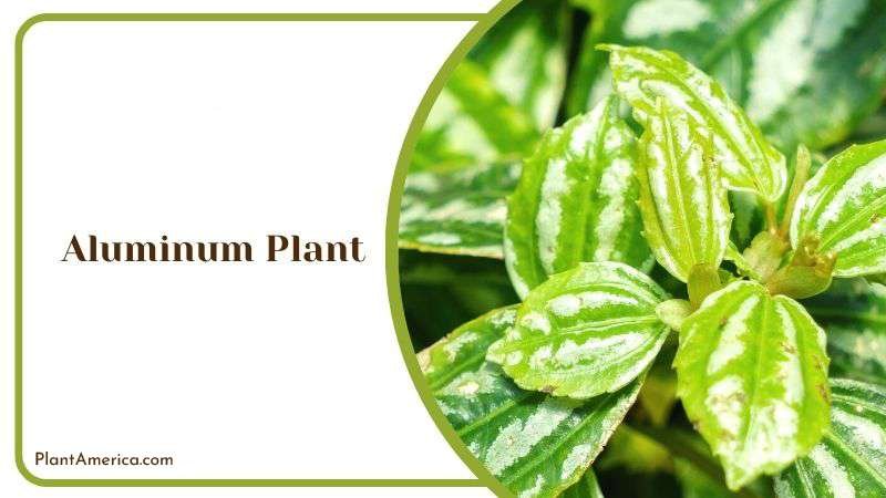 Aluminum Plant or Pilea Cadierei Plant America Aluminum Plant or Pilea Cadierei Plant America