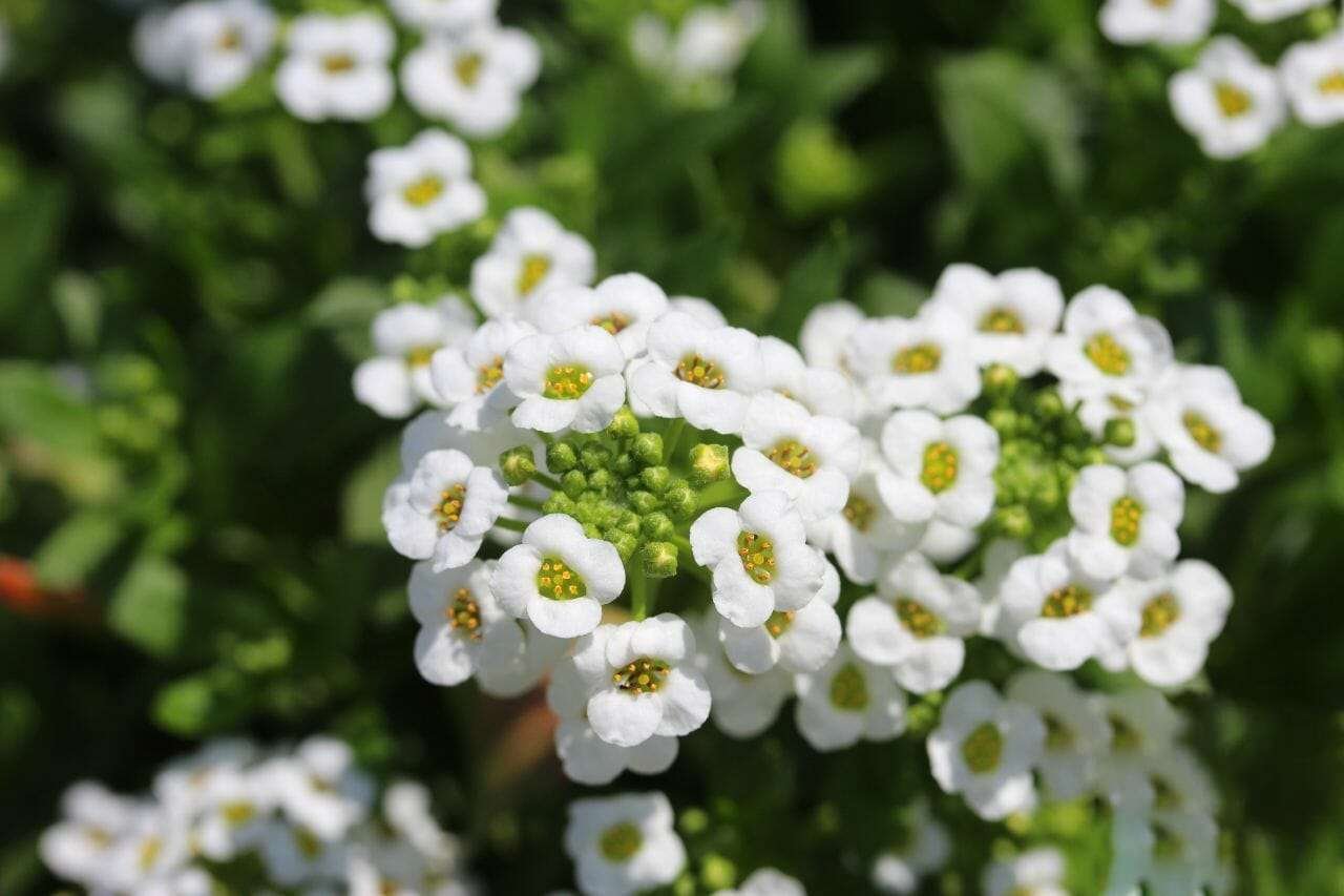 Alyssum Plant America