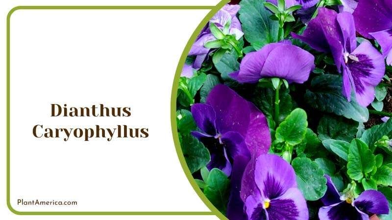 Alyssum and Dianthus Caryophyllus Plant America Alyssum and Dianthus Caryophyllus Plant America