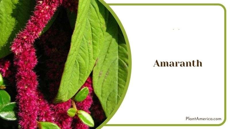 Amaranth Plant America
