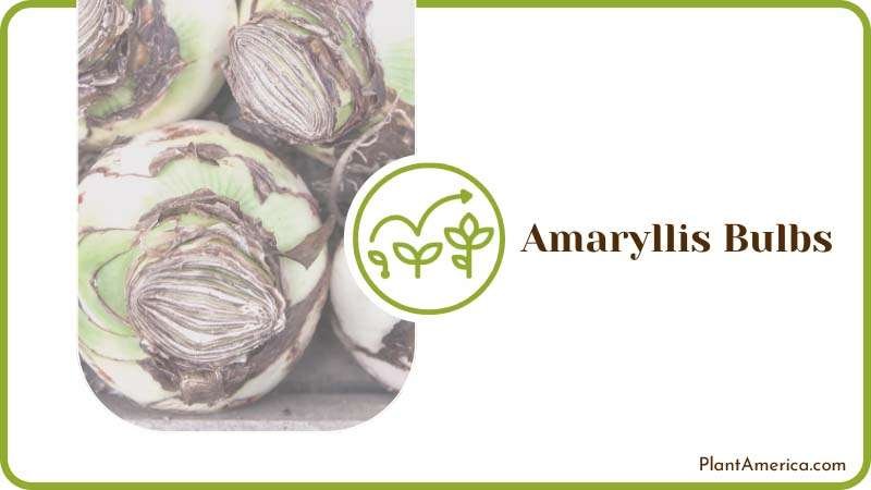 Amaryllis Bulb Planting Tips Plant America