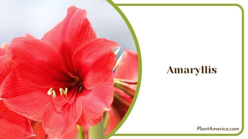 Amaryllis Plant America
