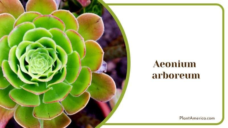 Amazing Plant of Aeonium Arboreum Plant America