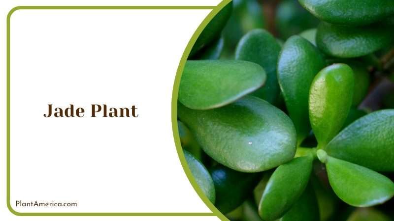 Amazing View of Jade Plant Leaves Plant America
