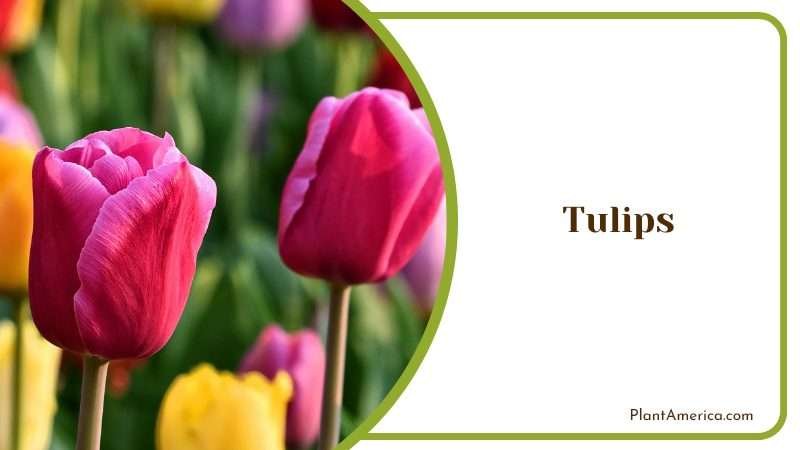 Amazing and Timeless Tulips Plant America