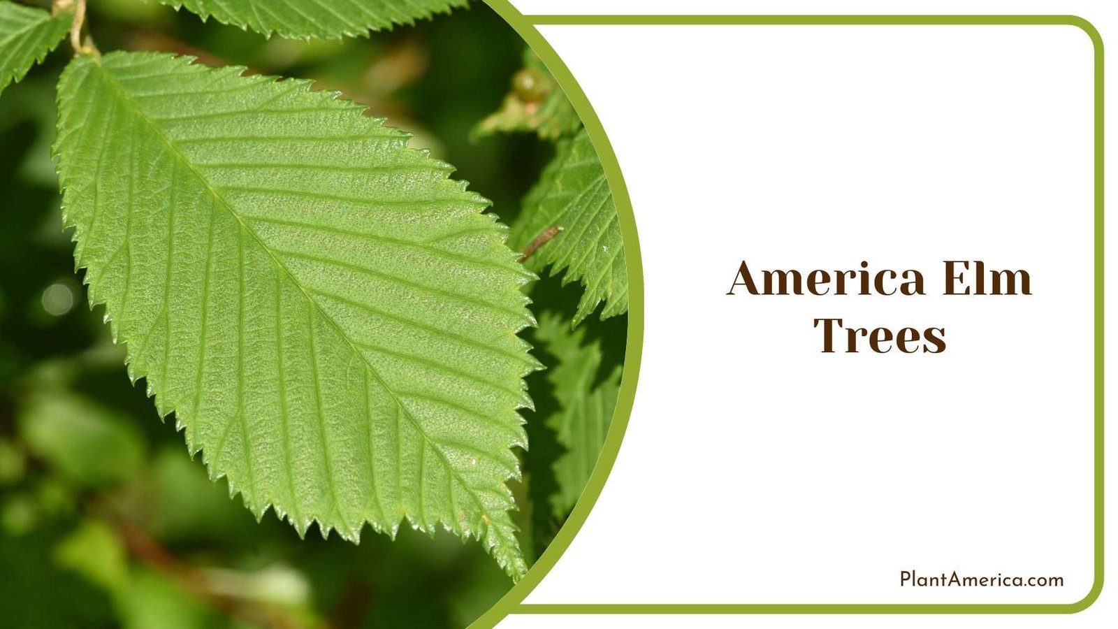 America Elm Trees Plant America